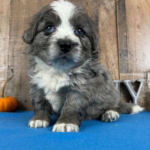 Bernedoodle Puppy Banjo
