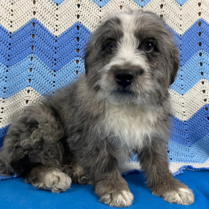 Bernedoodle Puppy Banjo