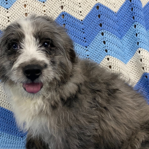 Bernedoodle Puppy Banjo
