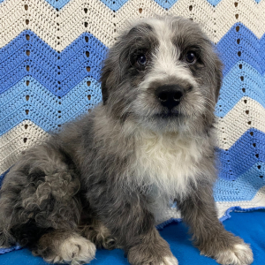 Bernedoodle Puppy Banjo