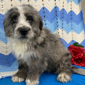 Bernedoodle Puppy Banjo
