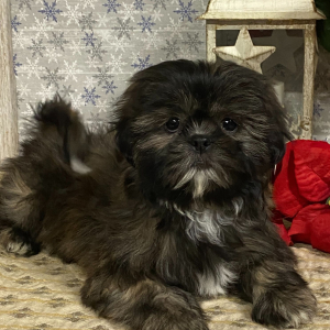 Shih Tzu Puppy Tulip
