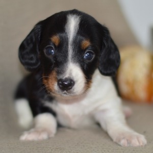 Dachshund Puppy Kane