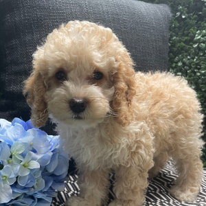 Cockapoo Puppy Casey