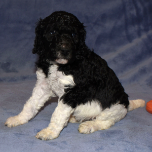 Poodle Puppy Sassy