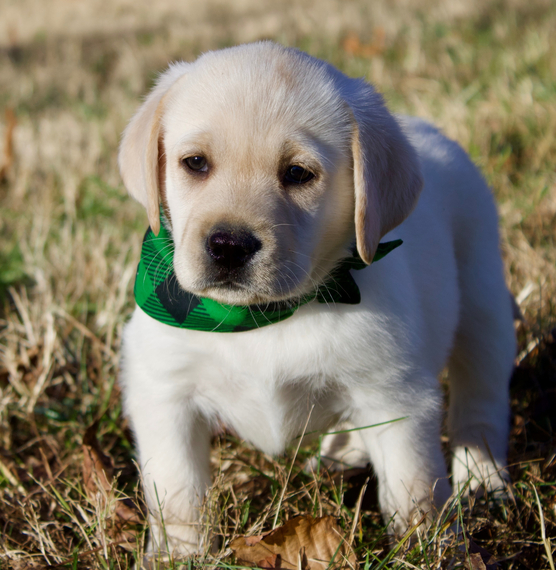 Flynn, a English Cream Male Labrador Retriever Puppy 692262 PuppySpot