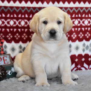 Labrador Retriever Puppy Vixen