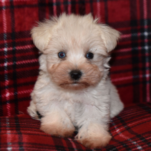 Miniature Schnauzer Puppy Cloudy