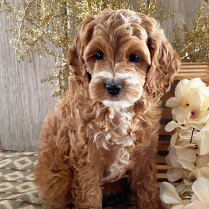 Cockapoo Puppy Sandra