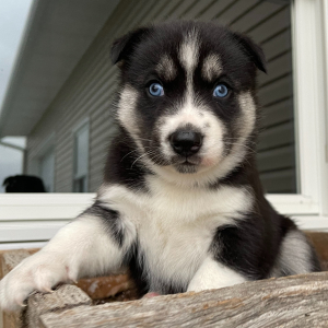 Siberian Husky Puppy Elijah