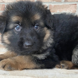 German Shepherd Dog Puppy Smokey
