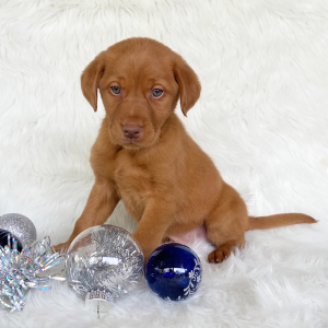 Labrador Retriever Puppy Turner