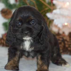 Cocker Spaniel Puppy Dorothy