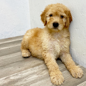 Springerdoodle Puppy Denis