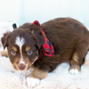 Miniature American Shepherd Puppy Aspen