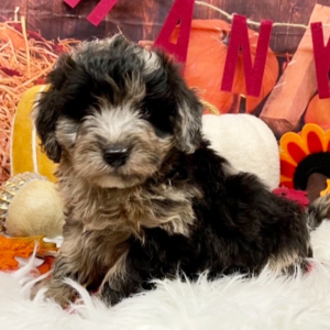 Aussiedoodle Puppy Smokey
