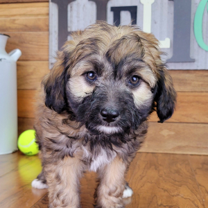 Aussiedoodle Puppy Mack