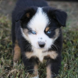 Australian Shepherd Puppy Boomer