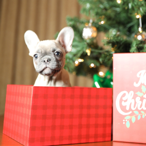 French Bulldog Puppy Davey
