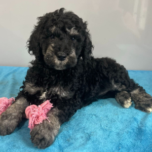 Poodle Puppy Winona