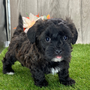 Havanese Puppy Kyle