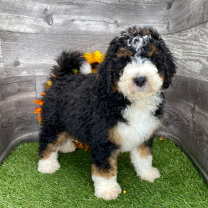 Bernedoodle Puppy Levon