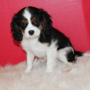 Cavalier King Charles Spaniel Puppy Willow