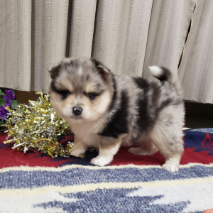 Pomsky Puppy Merle