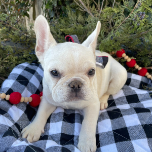 French Bulldog Puppy Pearl