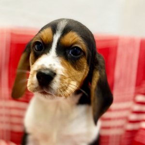 Beagle Puppy Jomar