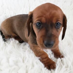 Dachshund Puppy Sally