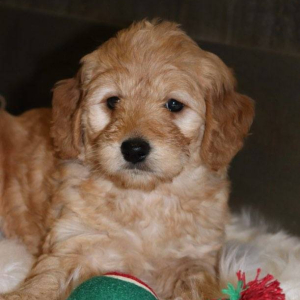 Goldendoodle Puppy Madison