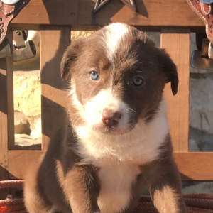 Border Collie Puppy Suzie