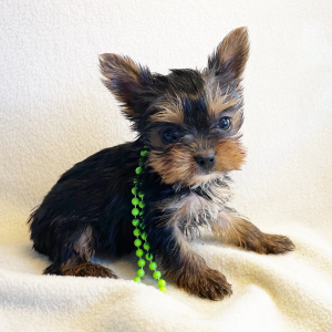 Yorkshire Terrier Puppy Nikki