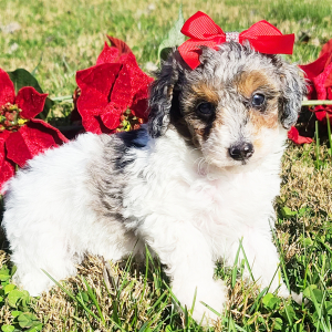 Poodle Puppy Cupcake