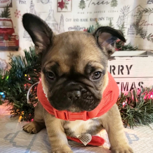 French Bulldog Puppy Lucas