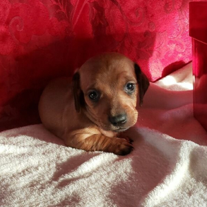 Dachshund Puppy Indie