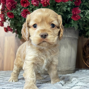 Cocker Spaniel Puppy Sam