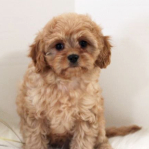Cavapoo Puppy Louie