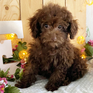 Poodle Puppy Eclair