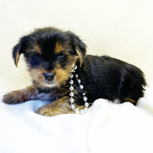 Yorkshire Terrier Puppy Kit