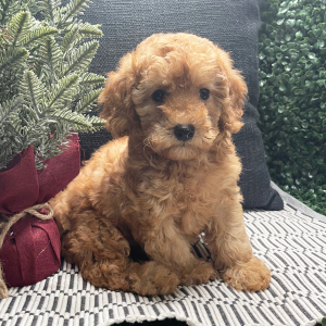 Cavapoo Puppy Allie