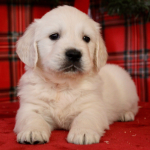 Golden Retriever Puppy Bruno