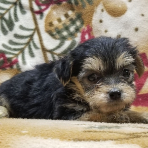 Morkie Puppy Sophie
