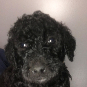 Goldendoodle Puppy Ashton