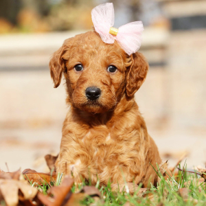 Goldendoodle Puppy Sienna