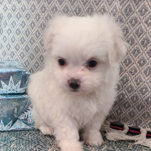 Maltese Puppy Sugar