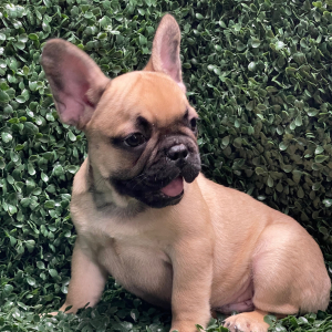 French Bulldog Puppy Cash