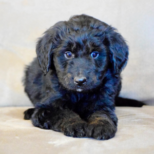 Bernedoodle Puppy Hudson
