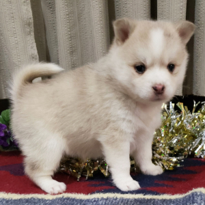 Pomsky Puppy Khloe